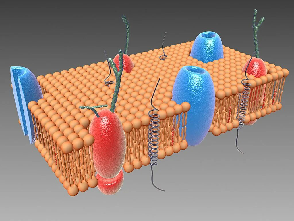 Клеточная плазматическая мембрана. Цитоплазматическая мембрана 3d. Клеточная мембрана плазматическая мембрана. Цитоплазматическая мембрана 3х слойная. Клетка без воды