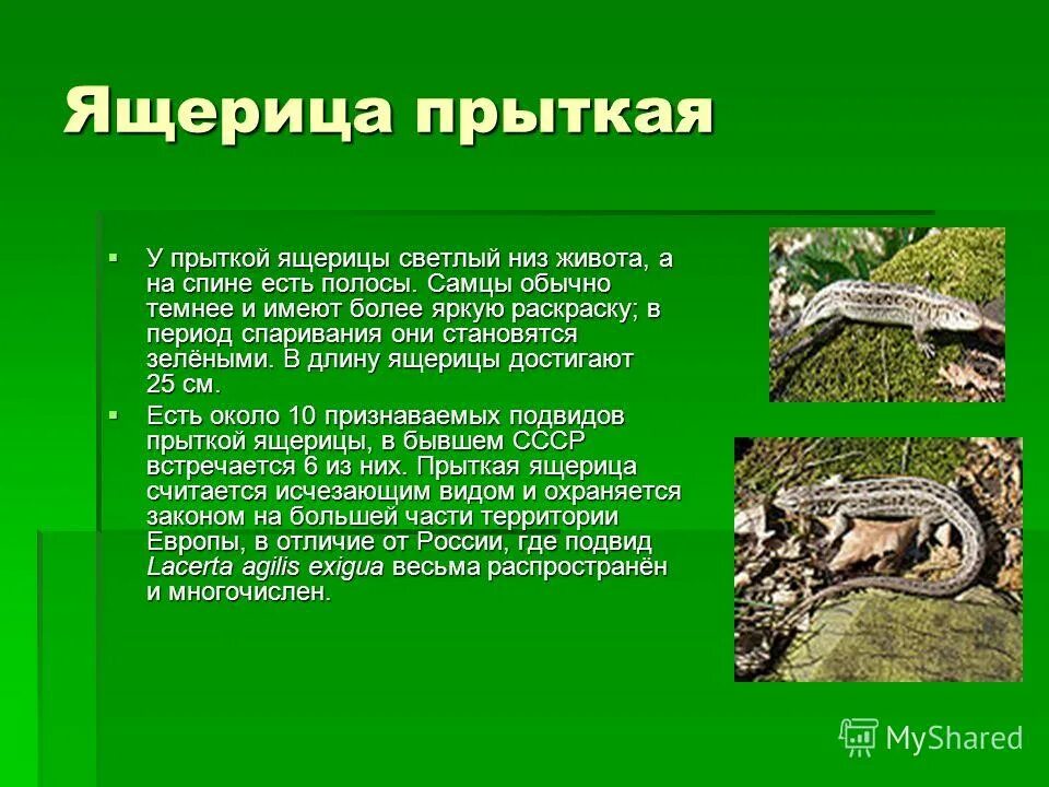 Анализ ящерица. Доклад про ящерицу. Прыткая ящерица презентация. Строение прыткой ящерицы. Сообщение о прыткой ящерице.