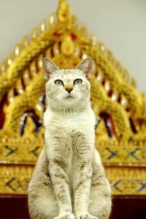 Королевский кот