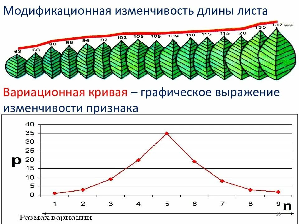 Выраженная изменчивость. Выраженная изменчивость