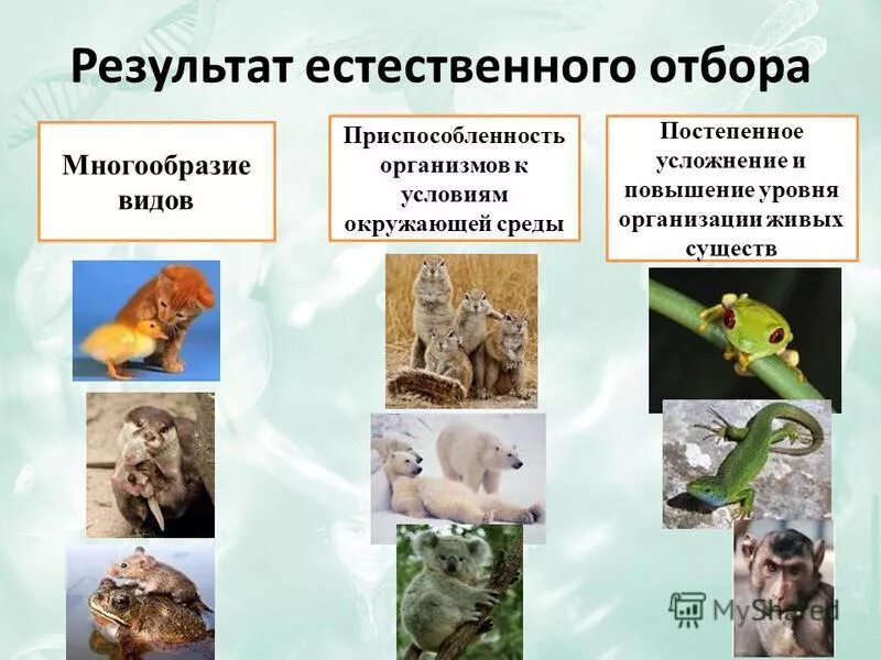 Видовое разнообразие примеры. Результат естественного отбора по Дарвину. Результаты естественноно отбора".. Разнообразие организмов. Приспособление организмов.