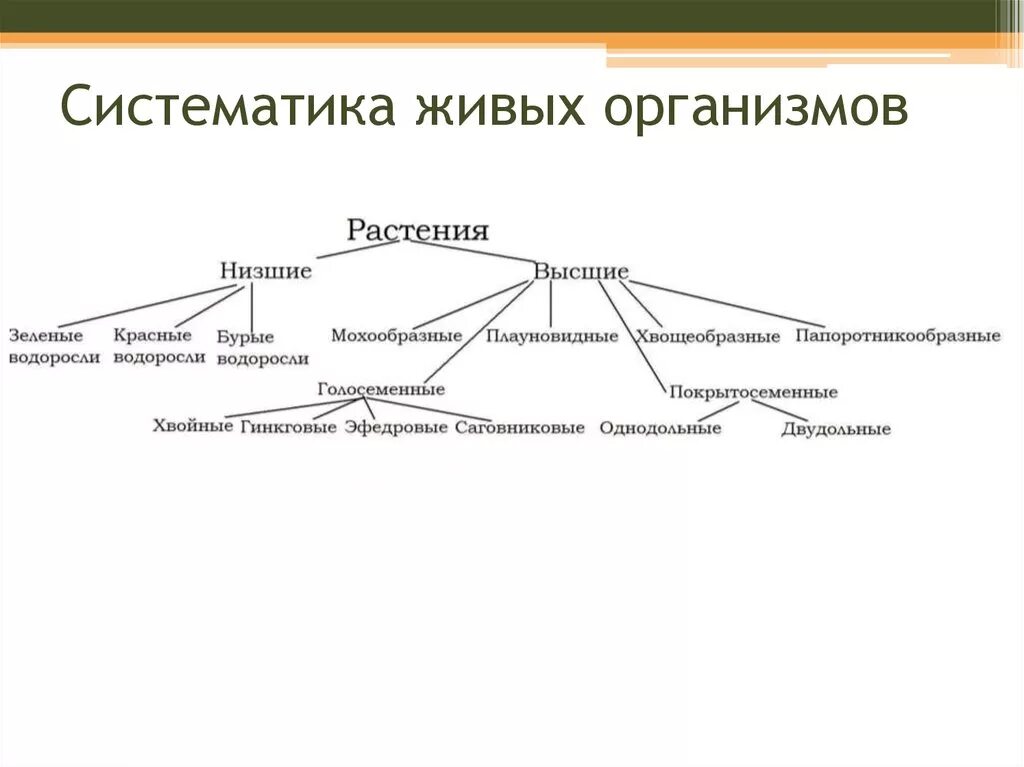 Основные группы живого