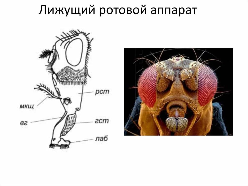 Ротовая полость насекомых. Лижущий ротовой аппарат насекомых. Ротовые аппараты. Строение ротового аппарата мухи. Сижущий Тип ротового аппарата.