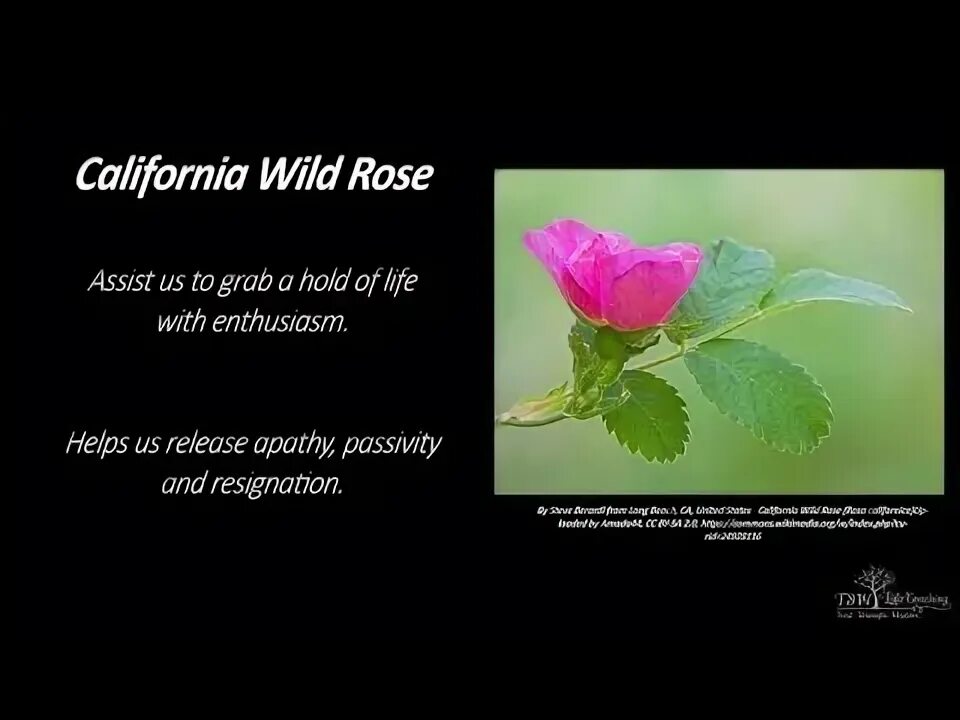 Wild rose песня