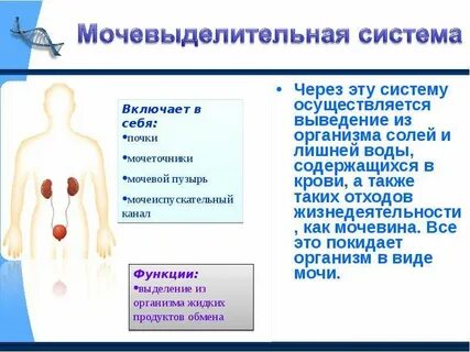 Функции в организме осуществляется