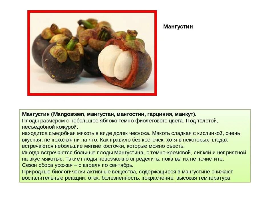 Мангостин это фото YugNash.ru