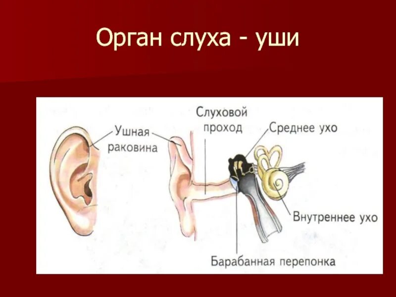 Изучение строения органа слуха на муляже. Уши орган слуха 3 класс окружающий мир. Орган слуха доклад 3 класс окружающий мир. Орган слуха ухо строение. Строение уха 3 класс окружающий мир.