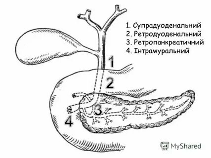 Холедоха