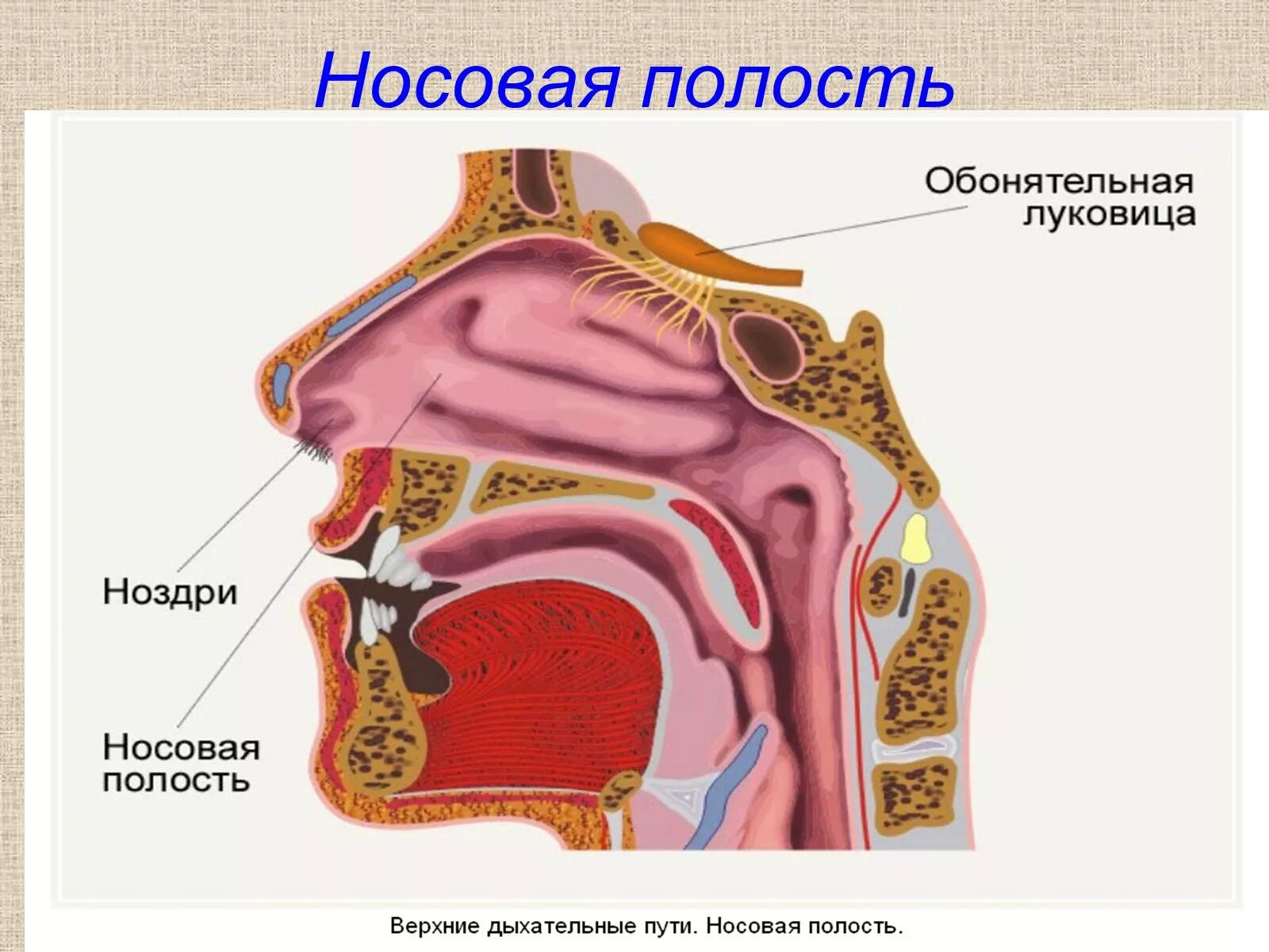 Обонятельный анализатор строение носа. Строение обонятельного анализатора 8 класс. Обонятельный анализатор внутреннее строение. Анализатор анализатор строение и функции обонятельного.