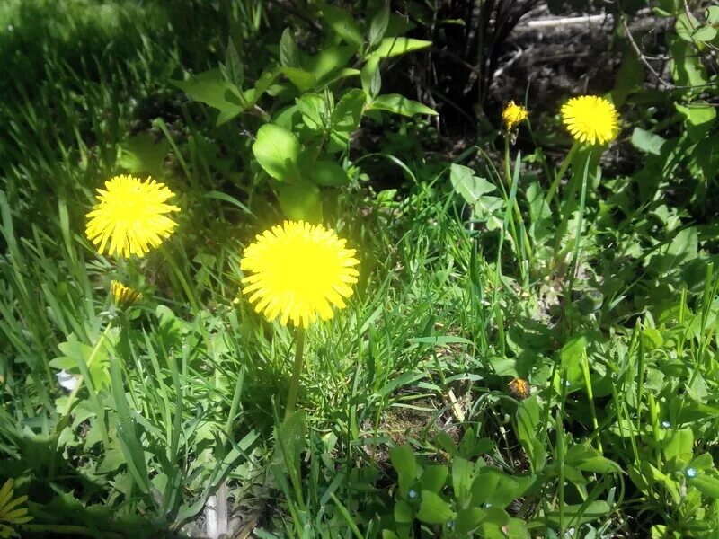 Какие одуванчики собирать. Одуванчик лекарственное растение. Одуванчик в огороде. Сухие одуванчики. Цветы огород одуванчики.