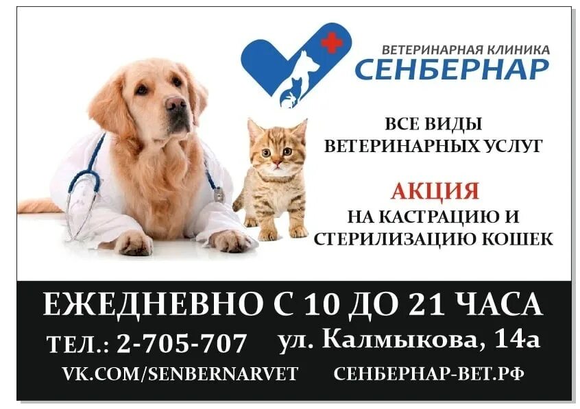 Ветклиники челябинска телефон. Ветеринарная клиника в Челябинске Сенбернар шоссе Металлургов. Ветеринарная клиника акции на стерилизацию. Сенбернар ветклиника Челябинск.