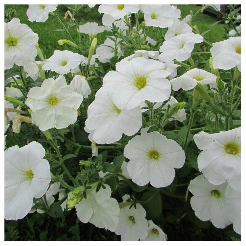 Петуния surfinia snow. Петуния сурфиния белая. Петуния снежный шар многоцветковая. 1 г. Петуния коралловая.