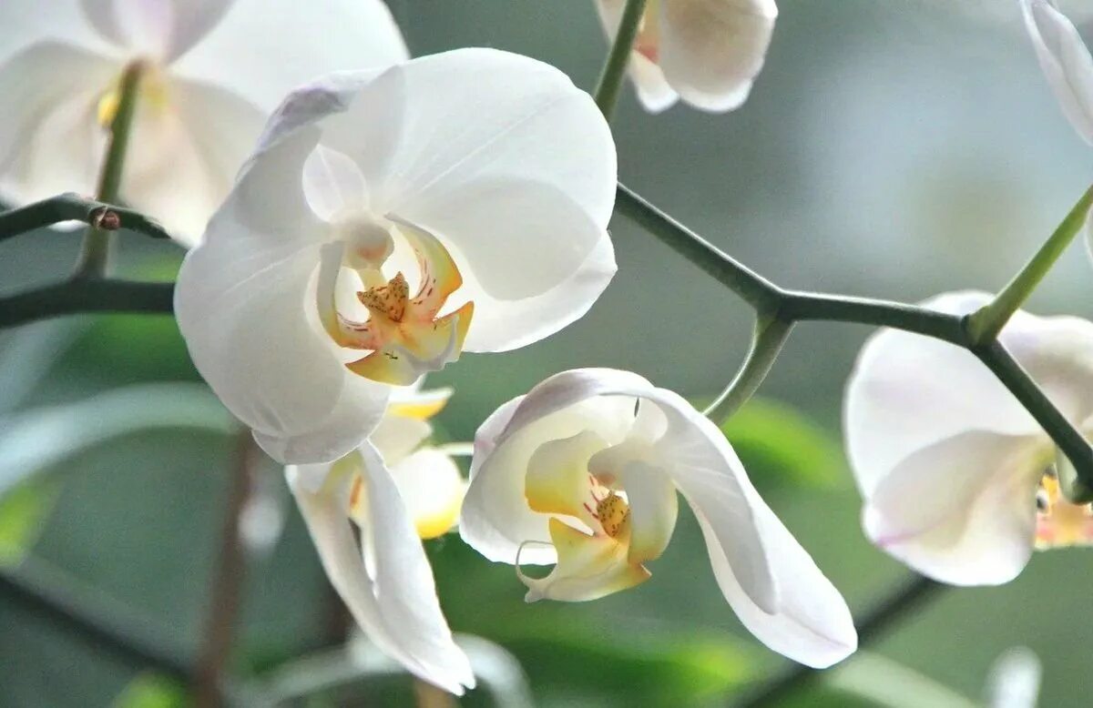 Фаленопсис Bahia Blanca. Орхидея фаленопсис белая. Орхидея фаленопсис ваниль. Фаленопсис Алтея.