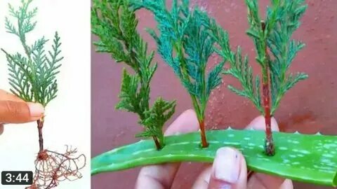 Укоренить тую зимой