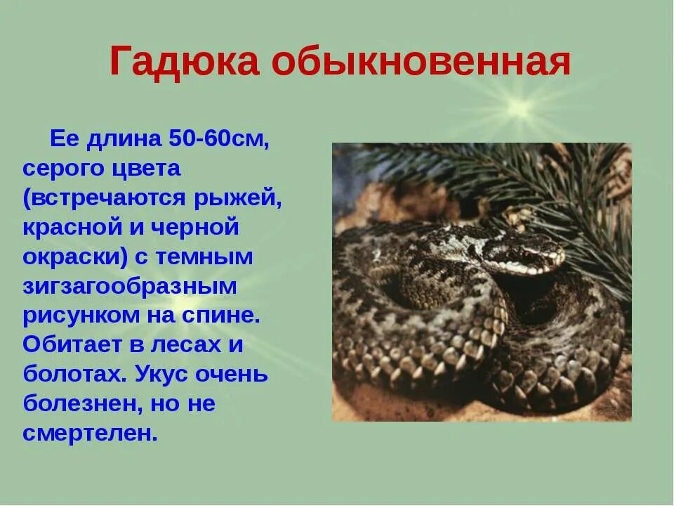 Гадюка презентация. Гадюка обыкновенная 3 класс окружающий мир. Гадюка обыкновенная 2 класс окружающий мир. Описание змеи гадюки. Гадюка обыкновенная презентация.