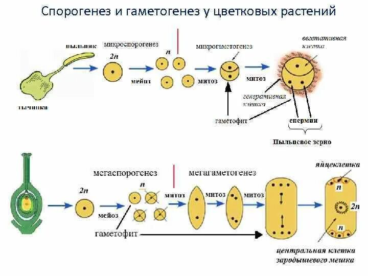 Схема развитие гамет у цветковых растений. Процесс образования половых клеток у растений. Этапы развития половых клеток у растений. Схема образования пыльцевого зерна покрытосеменных. Клетки гаметофита имеют набор хромосом