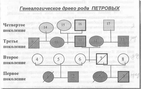 Поколения родословной