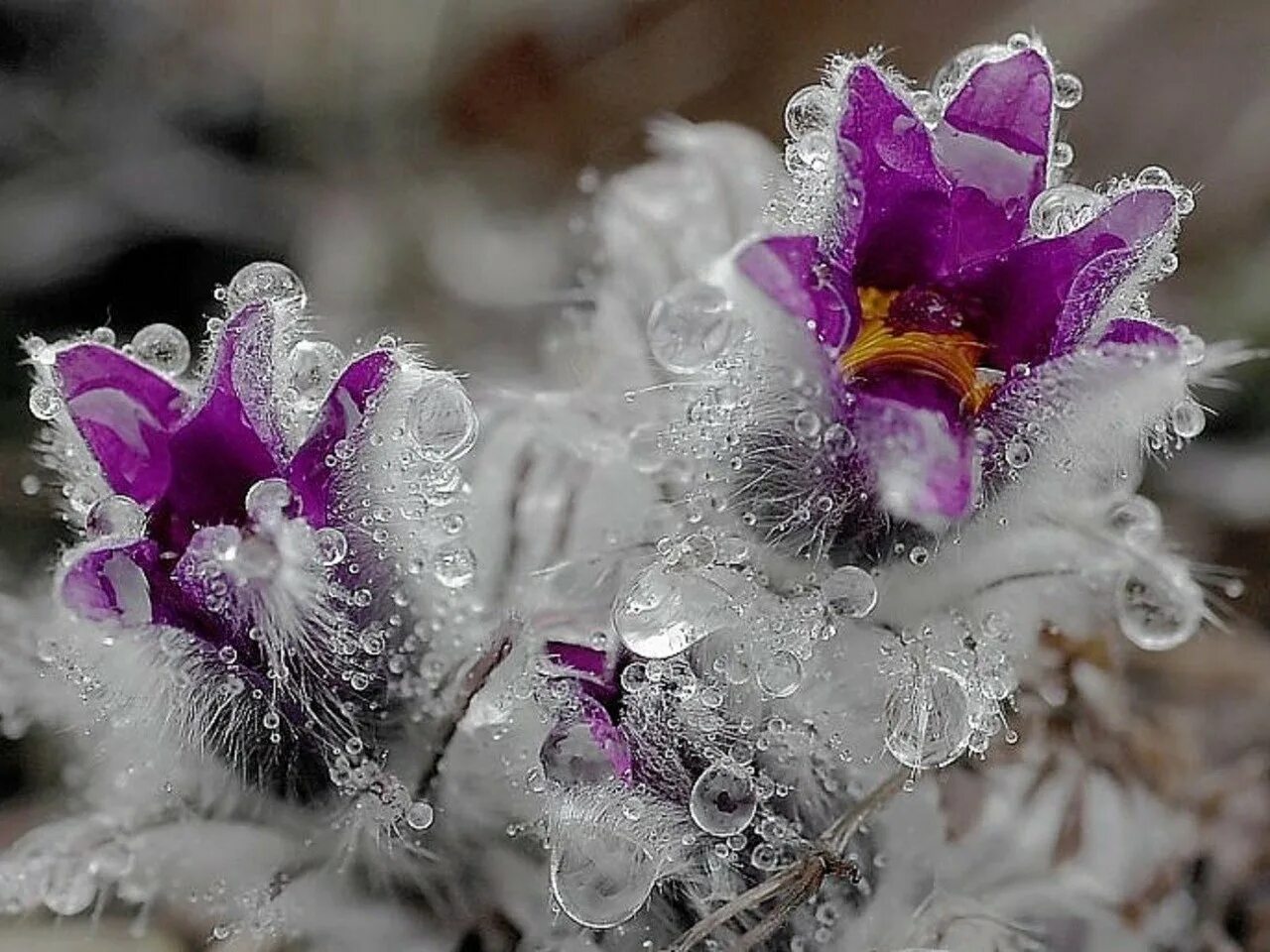 Flowers winter music