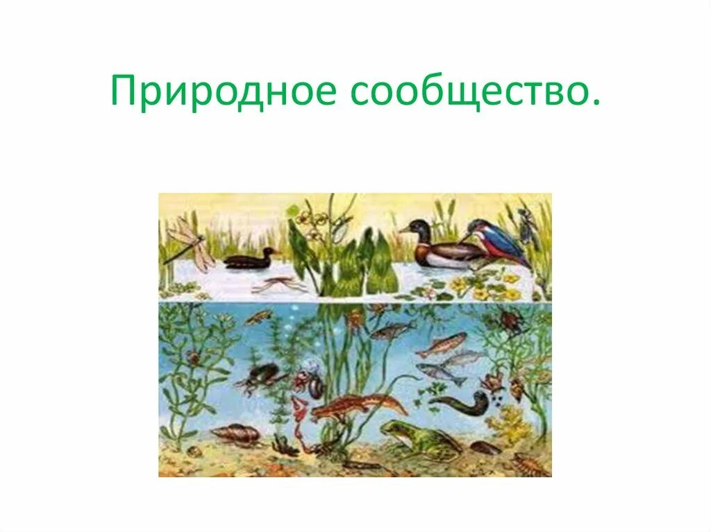 Что такое природное сообщество 5 класс кратко