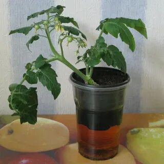 Укоренение рассады помидор