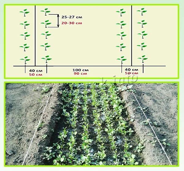 Схема посадки баклажан в открытый грунт. Схема посадки баклажан в открытом грунте. Схема высадки баклажан в открытый грунт. Схема посадки баклажан в открытый грунт рассадой. Огурцы рассада расстояние