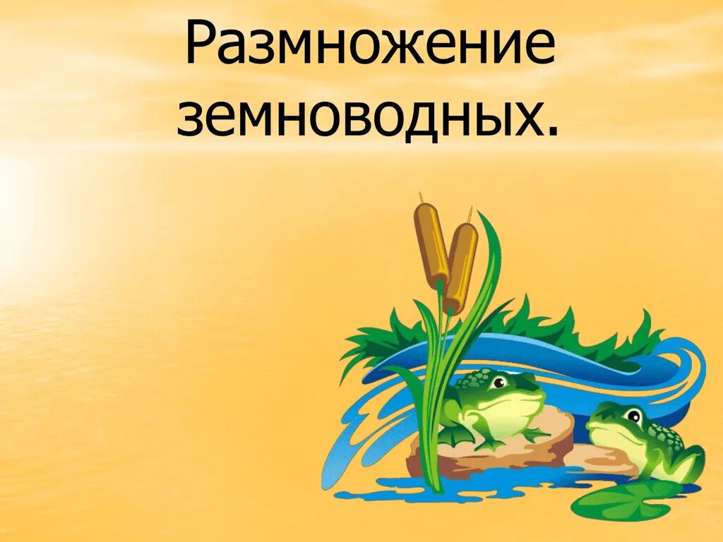 Способы размножения земноводных. Размножение земноводных. размножение амфибий. класс земноводные размножение и развитие. размножение, развитие и происхождение земноводных.