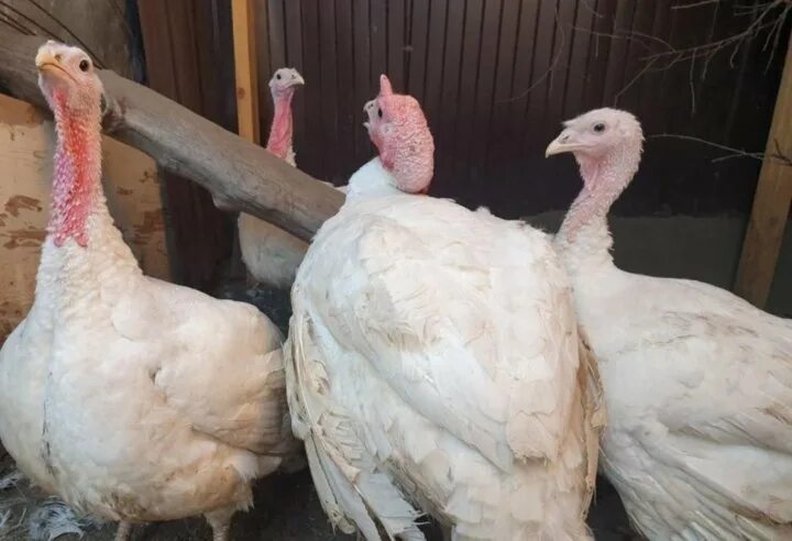 Индюков ростов. Индейка ферма. Индюков ростов. Индюки hybrid converter. Купить индюков в ростовской области на авито свежие объявления.