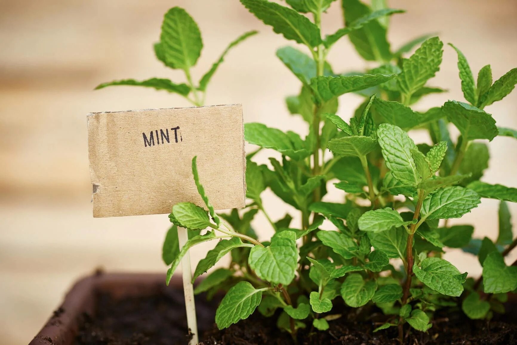 Можно ли сажать мяту. Мята перечная растение. Мята перечная (Mentha piperita). Мята перечная Orangenminze.