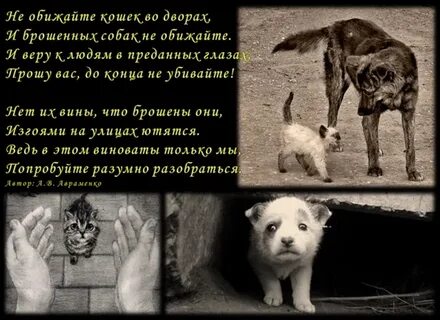 Женщин и собак обижать