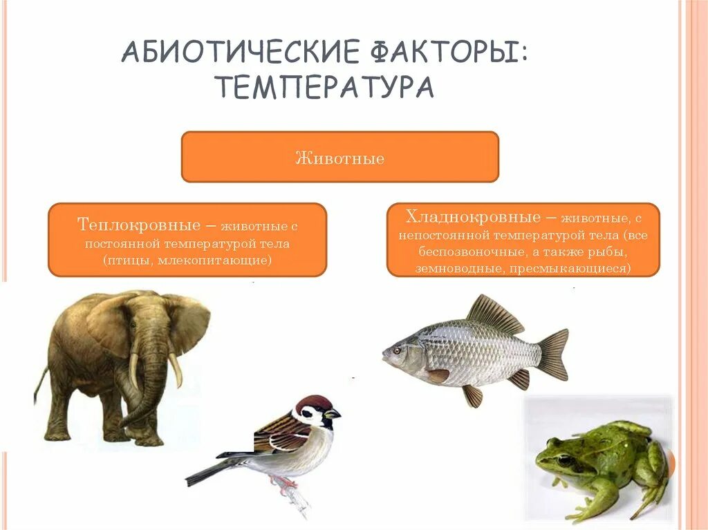 Теплокровные животные. Рыбы теплокровные животные. Факторы температуры животных. Абиотические факторы температура и животные.