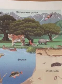Воздушная среда обитания рисунок