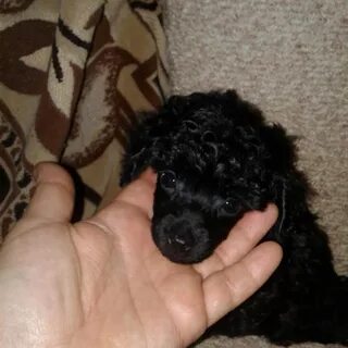 Собаки березники