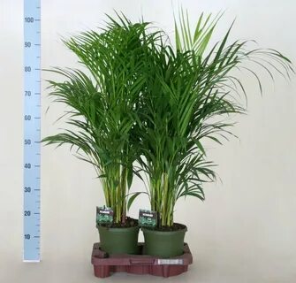 Plant ex
