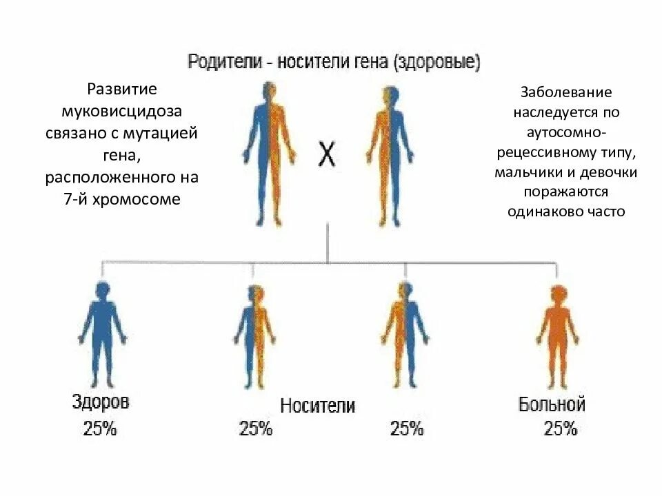 Муковисцидоз схема наследования. Муковисцидоз Тип наследования. Аутосомно-рецессивный Тип наследования. Муковисцидоз. Муковисцидоз клинические проявления. У матери не являющейся носителем гена