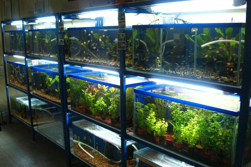 Разводня аквариумных рыбок. Домашние разведение аквариумных. Разведение аквариумных рыб. Домашние разведение аквариумных. Живой уголок с аквариумом.