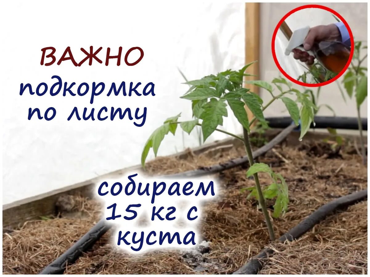 Подкормка томатов после посадки в грунт. Подкормка томатов после высадки. подкормка томатов после высадки в грунт. подкормка после посадки. помидоры удобрения после посадки.
