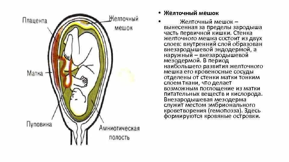 Желточный мешок увеличен. Желточный мешок состоит. строение эмбриона желточный мешок. функции желточного пузырька. желточный мешок у эмбриона человека.