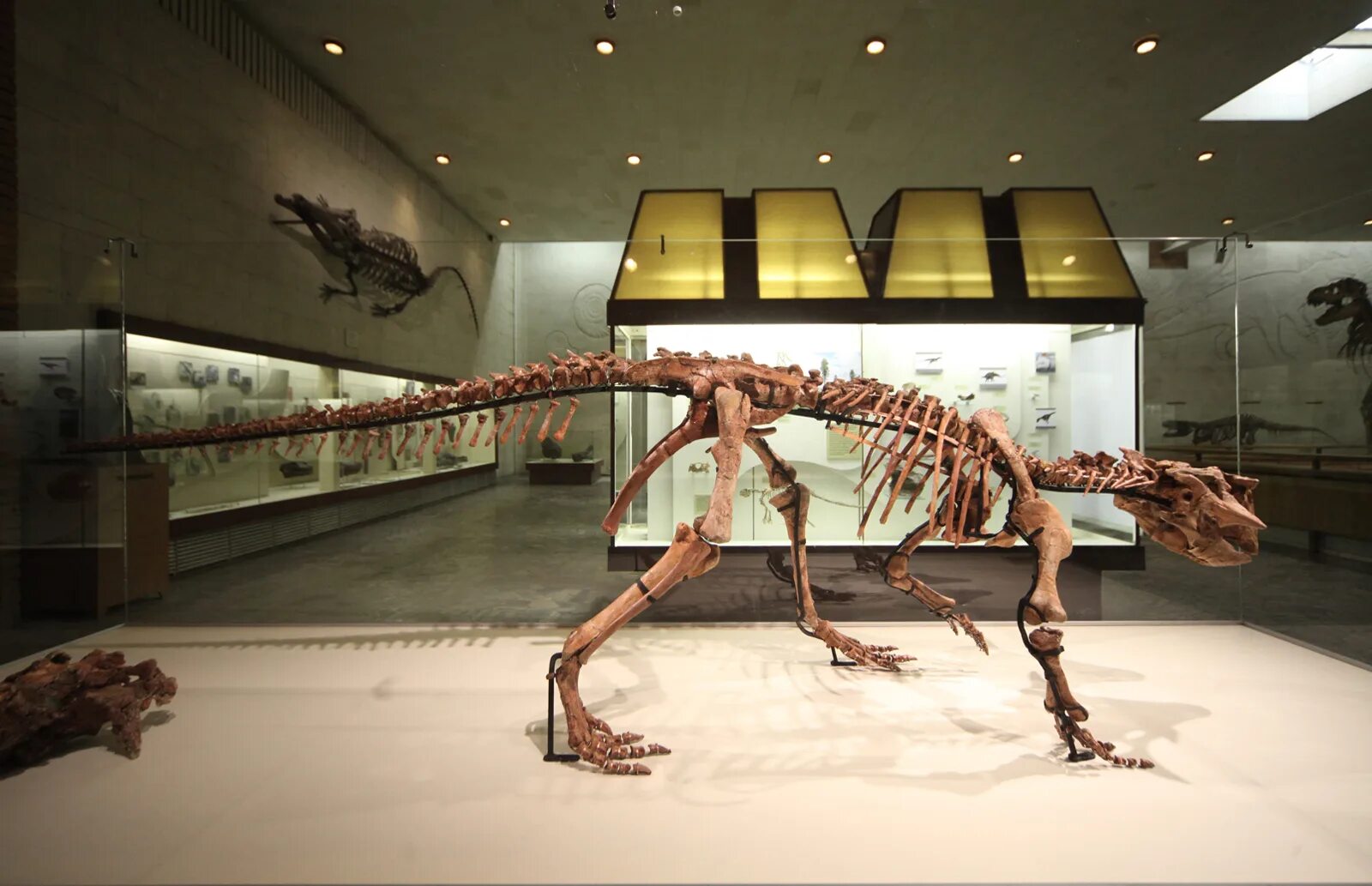 Кузбасс динозавр. Палеонтологический музей им. ю. а. Орлова. Палеонтологический музей МЕГАЛОДОН. Палеонтологический музей в Японии. Самый большой летающий ящер музей.