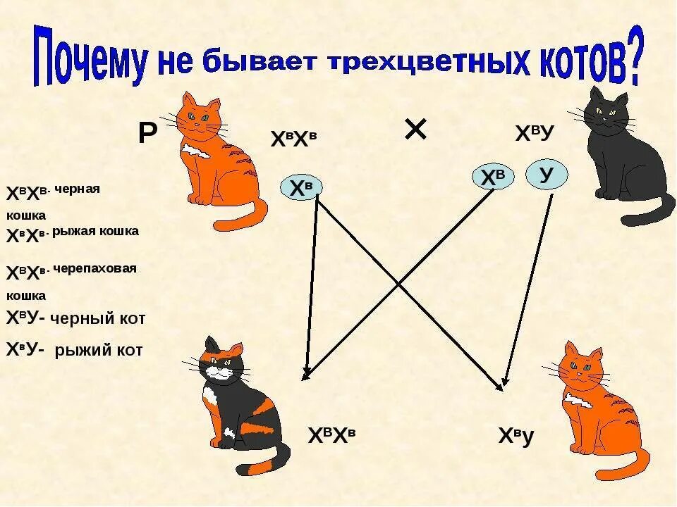 Наследование черепаховой окраски. Наследование черепаховой окраски у кошек. Наследование окраски шерсти у кошек. Генотип черепаховой кошки. Ген короткой шерсти а у кошек доминирует