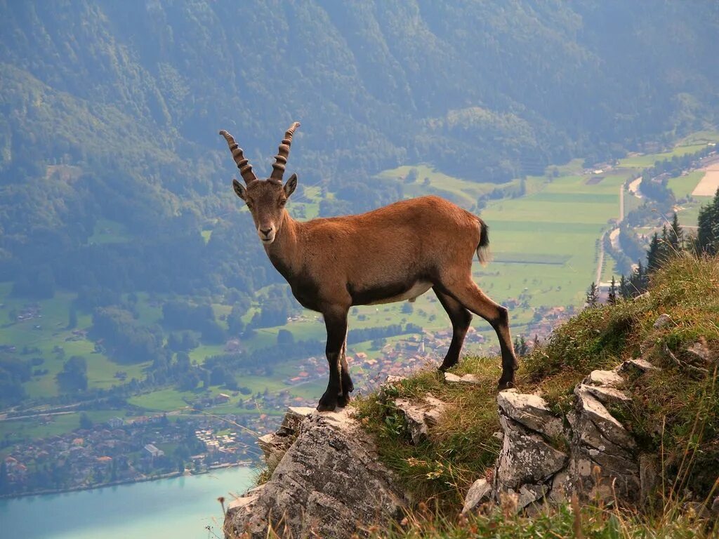 Лихтенштейн растительный мир. Животные швейцарии. Швейцария коровы альпийские коровы. Фауна швейцарии. Горная коза тоскана.