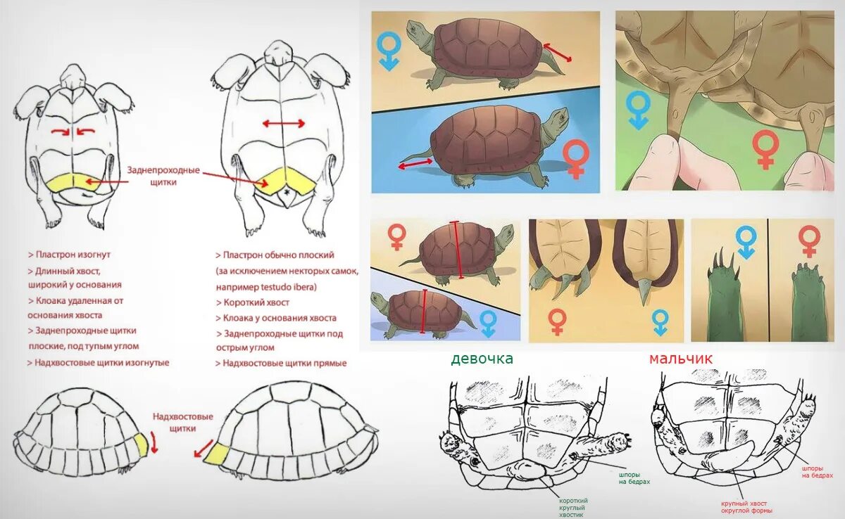 Как отличить черепаху мальчика от черепахи девочки. Пол сухопутной черепахи. Как отличить пол черепахи сухопутной. Как определить пол черепахи сухопутной. Среднеазиатская черепаха самец.