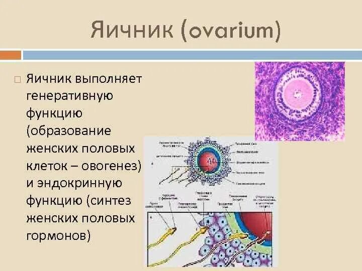 Половые клетки женские функции. Яичники выполняют функции. Железа в которой образуются женские половые клетки. Где синтезируются женские половые клетки.