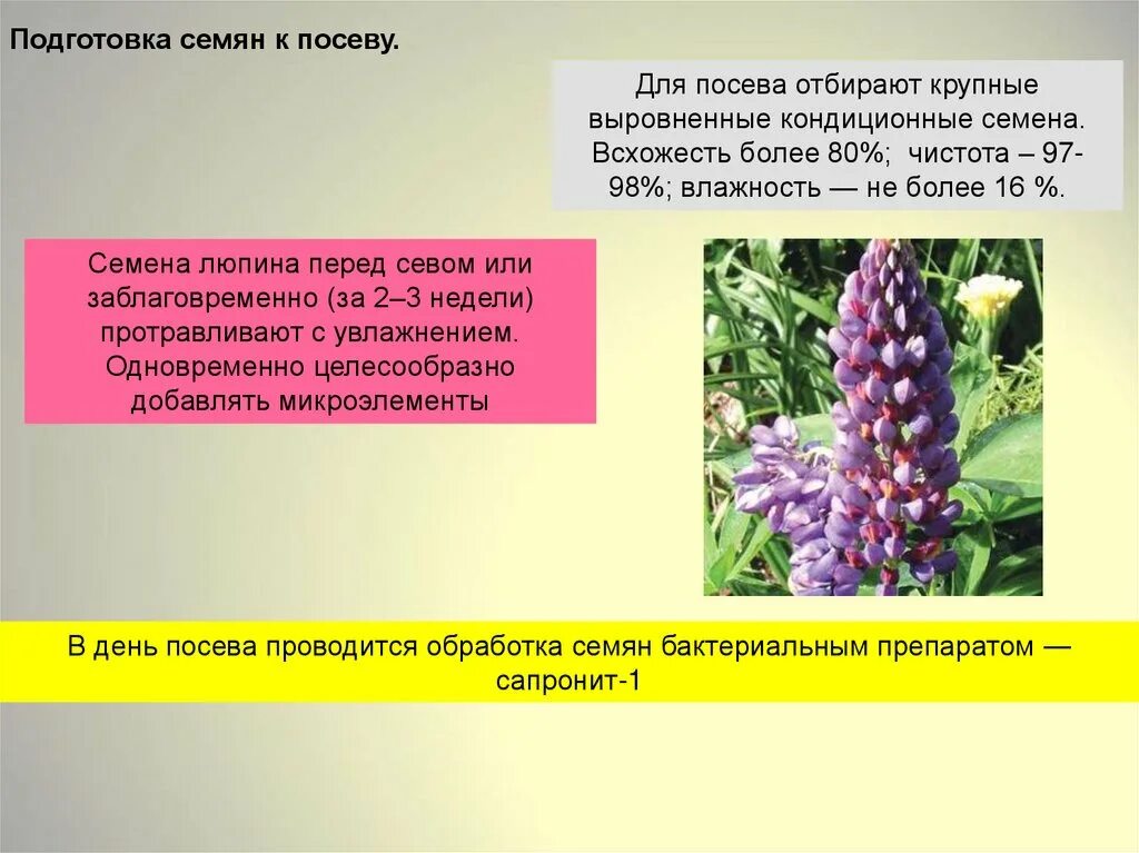 Подготовка семян люпина к посеву. Люпин культура. Люпин технология. Почему для посева выбирают крупные семена. Почему для посева отбирают крупные