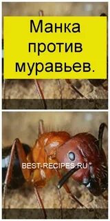 Манка против муравьев