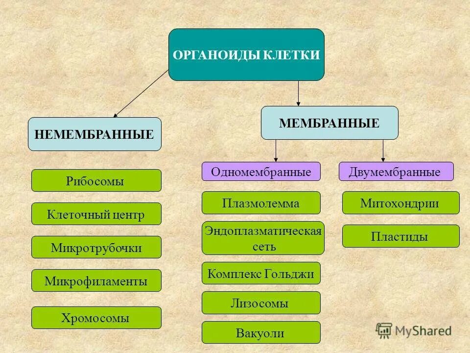 Строение и функции мембранных и немембранных органоидов. Строение и функции мембранных и немембранных органоидов клетки. Мембранные немембранные органоиды клетки функции. Характеристика немембранных органоидов клетки. Строение клеток мембранные органоиды