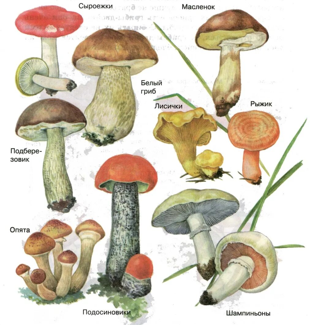 Название лесных съедобных грибов. Рисунки съедобных грибов с названиями. Сыроежка Боровик подосиновик масленок. Маслёнок, подосиновик, Боровик, сыроежка:.