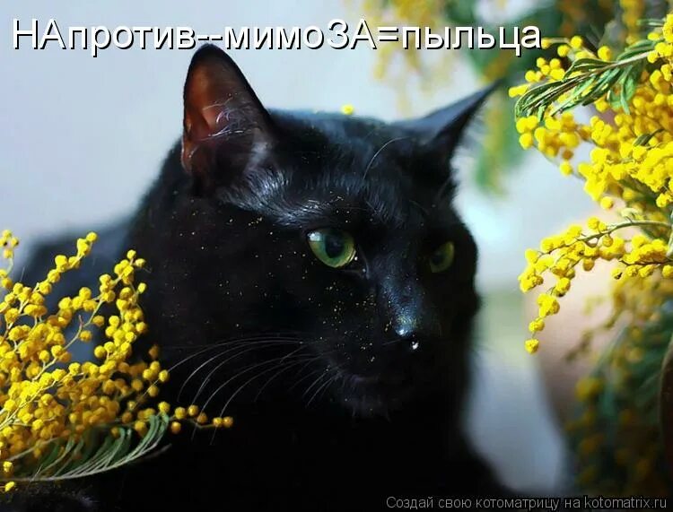 мимоза для кошек. весенняя кошка. кот и мимоза. мимоза для кошек. весенняя кошка.