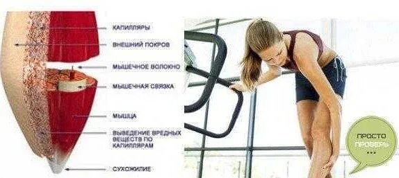 Как молочная кислота влияет на мышцы. Молочная кислота в мышцах. как выглядит молочная кислота в мышцах. кислота в мышцах после тренировки.