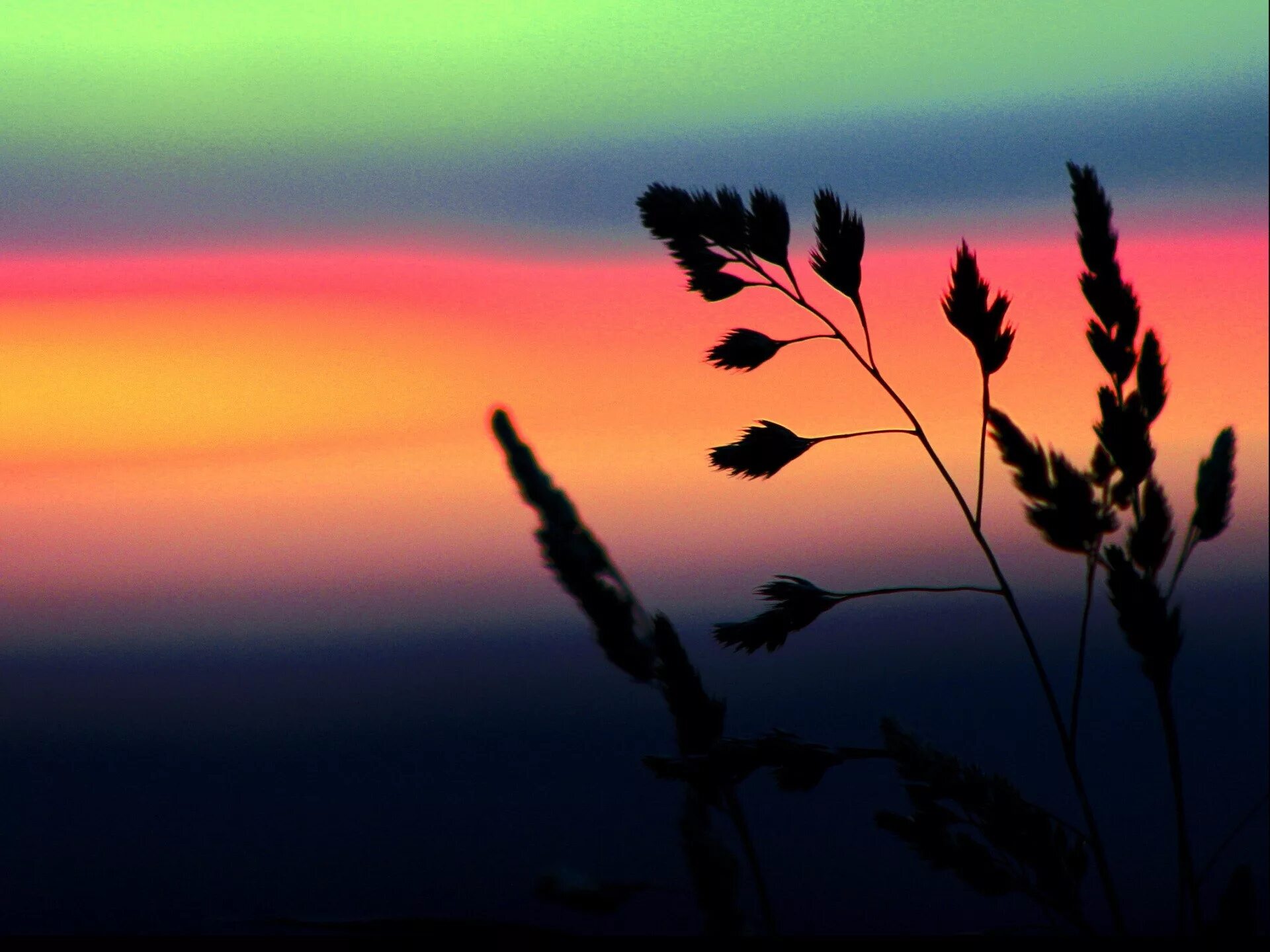 Flower sunset. Цветы на закате. Растения на фоне заката. Трава на фоне заката. Цветы на фоне заката.