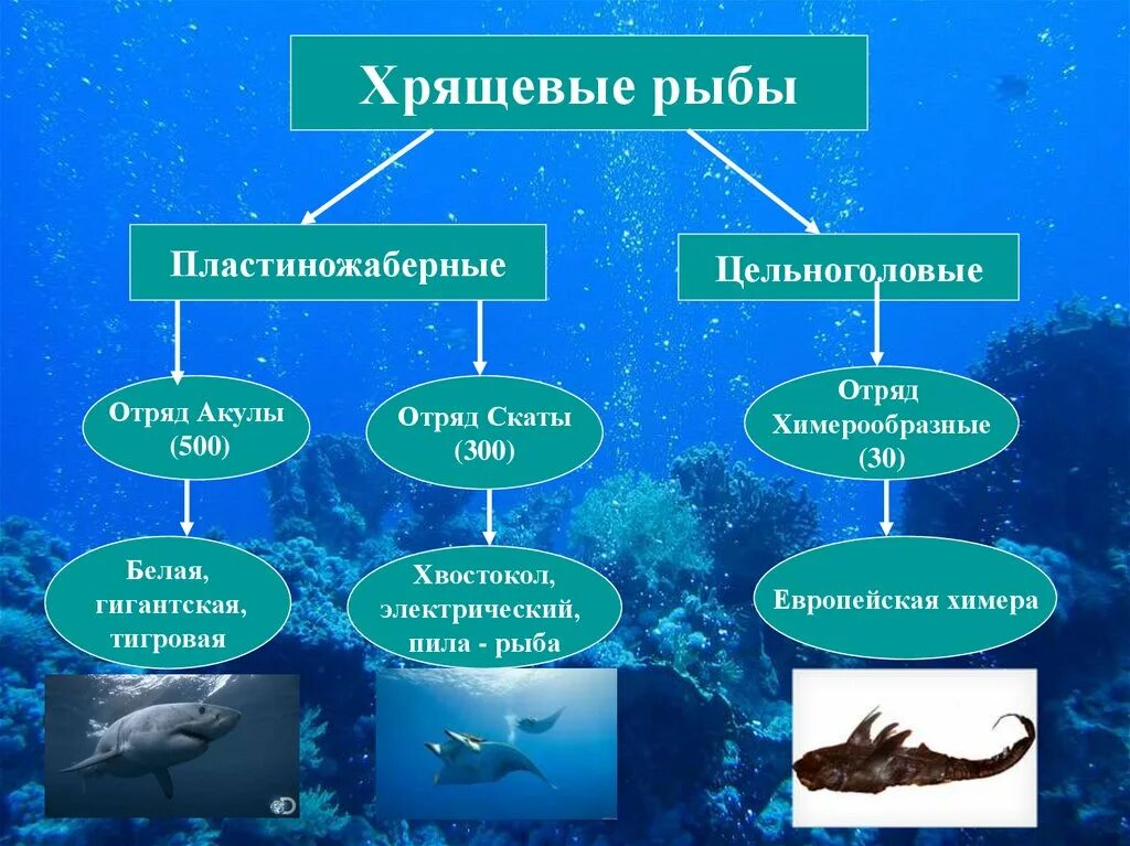 Рот хрящевые рыбы костные рыбы. Отряды и представители хрящевых рыб. 3 Представителей хрящевых рыб. Основные отряды класса хрящевых рыб. Хрящевые рыбы акулы представители.